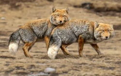 Тибетский лис